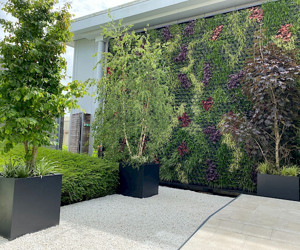 permanent living wall to outside space with large feature trees infront