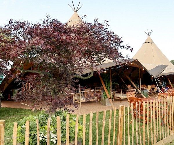 temporary event tent structure with planted garden acer tree infront