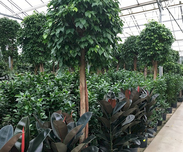 greenhouse with large ficus trees and smaller palm planting