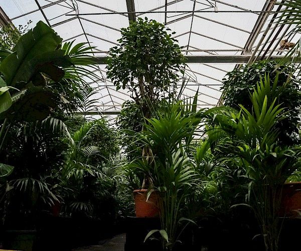 greenhouse with large feature trees