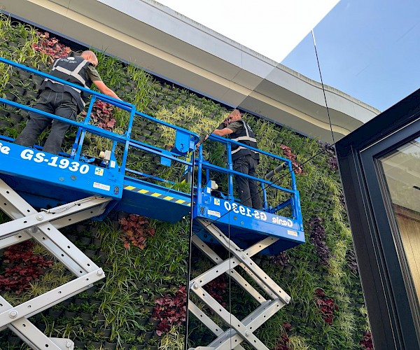 living wall build for a outdoor permanent living wall