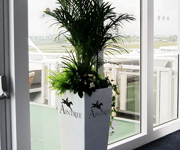 white planter with palm in, planter branded with vinyl for aintree racecourse