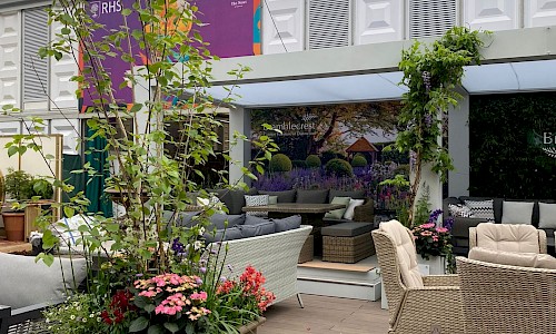 RHS Chelsea Flower Show silver birch tree on exhibition stand