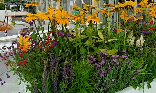 Farnborough Air Show close up of yellow planting to white trough