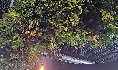 JLR Retailer of the Year hanging foliage with lights trailing down