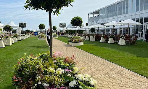 Royal Ascot bay tree in planted garden