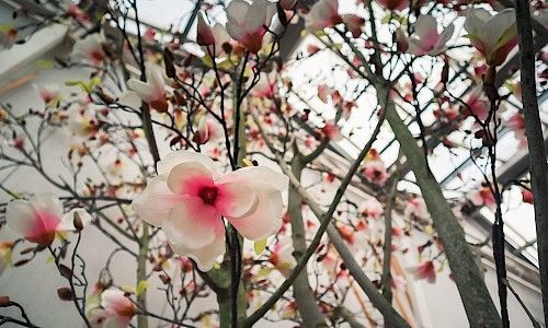 artificial blossom tree close up