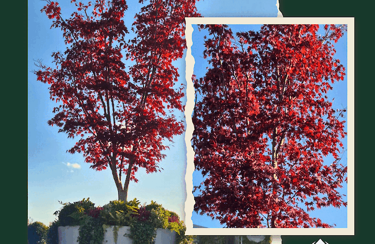 Why We Love Red Acers