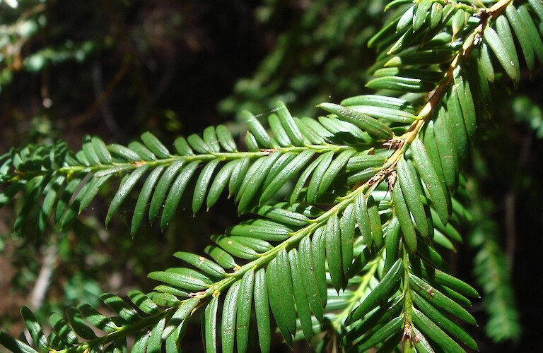 Tree Top Ten: Yew No 7